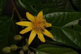 Glyphaea brevis