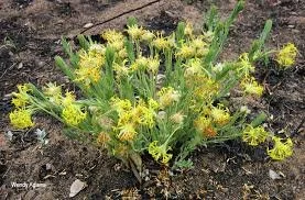 Gnidia kraussiana