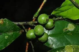 Greenwayodendron suaveolens