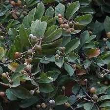 Grewia flavescens 