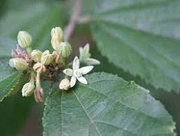 Grewia pubescens 