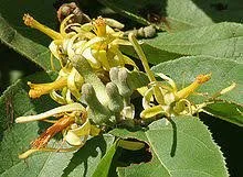Grewia sp