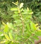 Grewia venusta