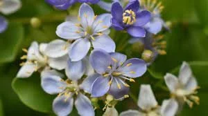 Guaiacum officinale