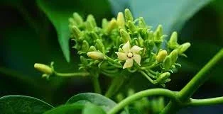 Gymnema sylvestre