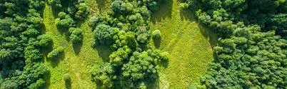 Sustainable forestry