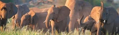 Wildlife conservation