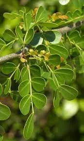 Haematoxylum compechionum