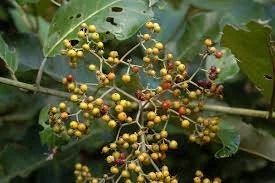 Harungana madagascariensis
