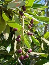 Heeria insignis