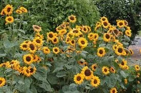 Helianthus annus