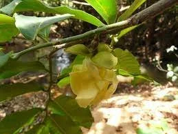 Hexalobus crispiflorus