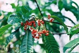 Rauwolfia Vomitoria