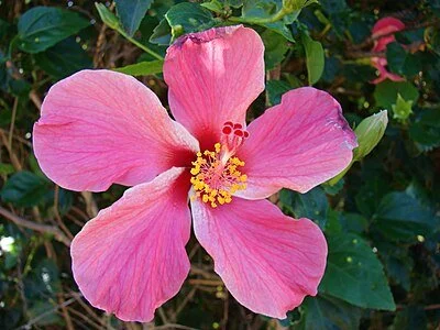 Hibiscus rosasinensis