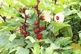 Hibiscus sabdariffa