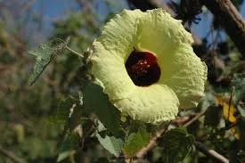 Hibiscus surattensis