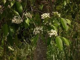 Holarrhena floribunda
