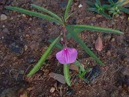  Hybanthus enneaspermus