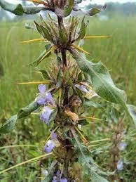 Hygrophila auriculala