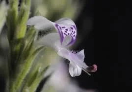 Hypoestes forskalei