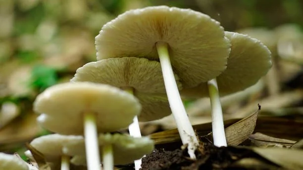 Pioneering Conservationist Champions the Plight of Nigeria’s Hidden Fungal Treasure