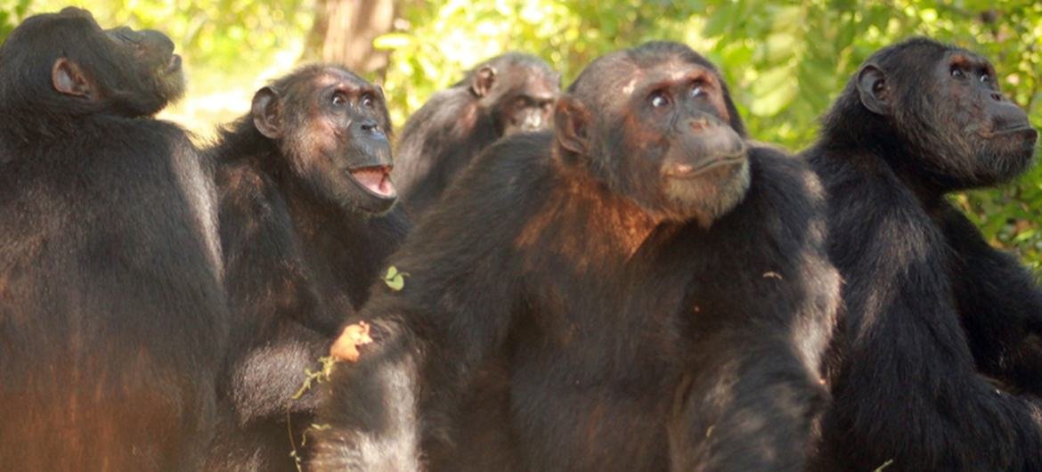 UNESCO marks semi-centennial anniversary of biosphere preservation