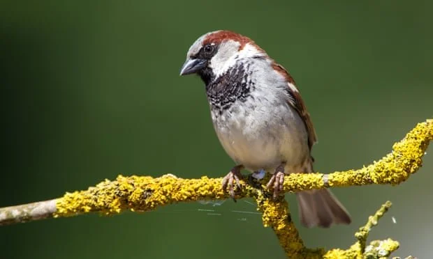 House sparrow population in Europe drops by 247m