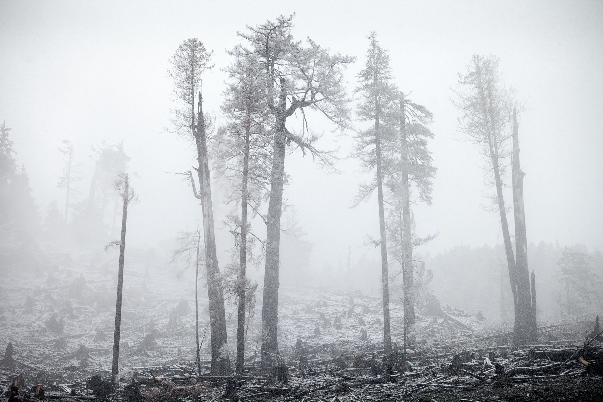 burnt-trees-clearcut-vancouver-island-bc.jpg