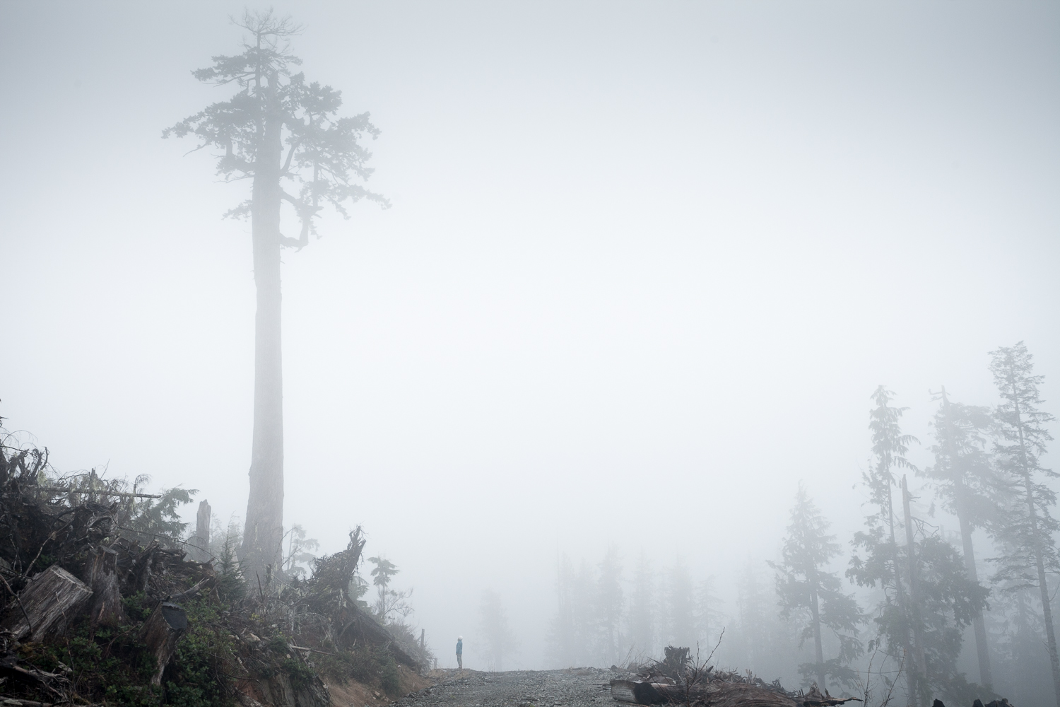 douglas-fir-clearcut-klanawa-valley.jpg