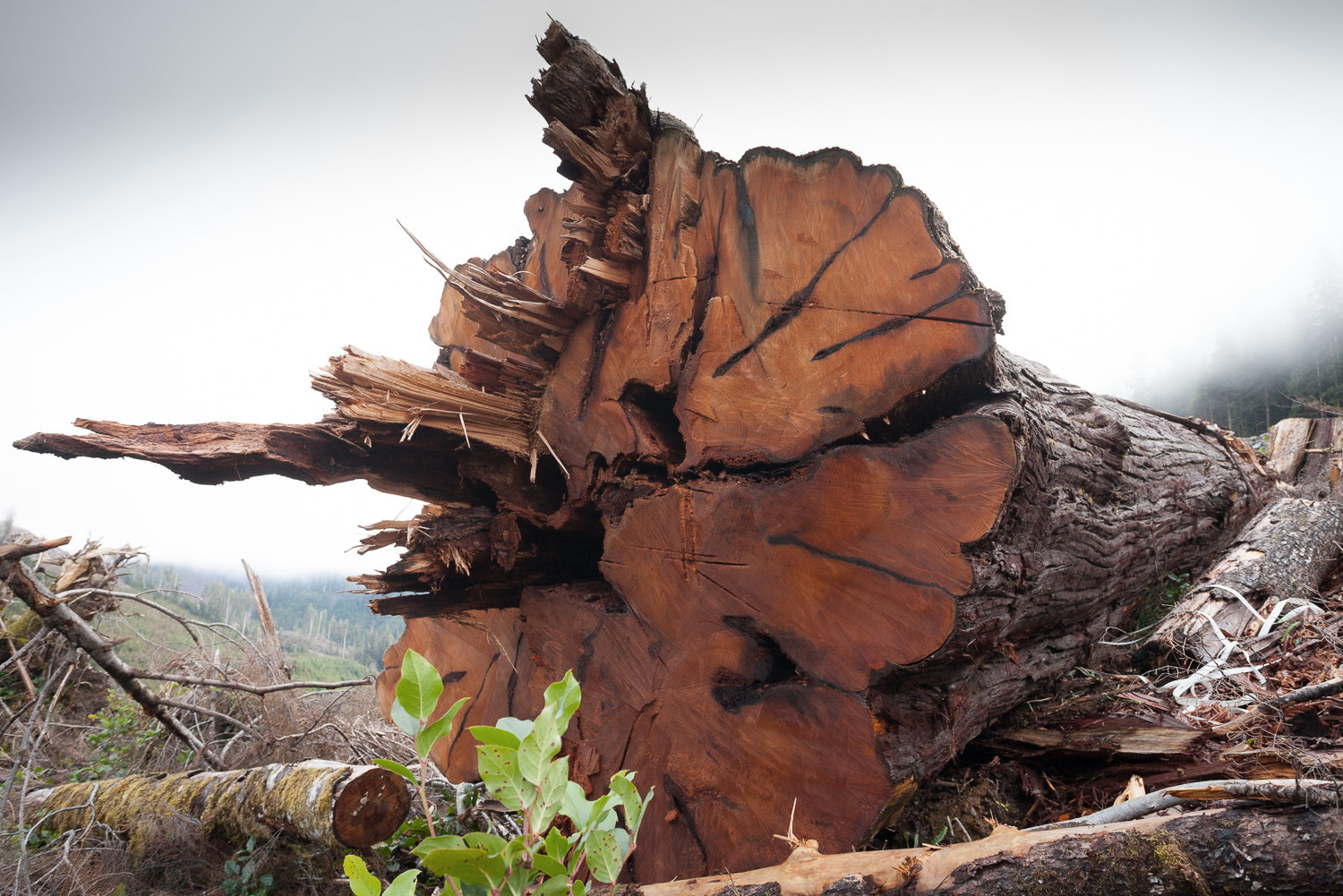 old-growth-red-cedar-logging-klanawa.jpg