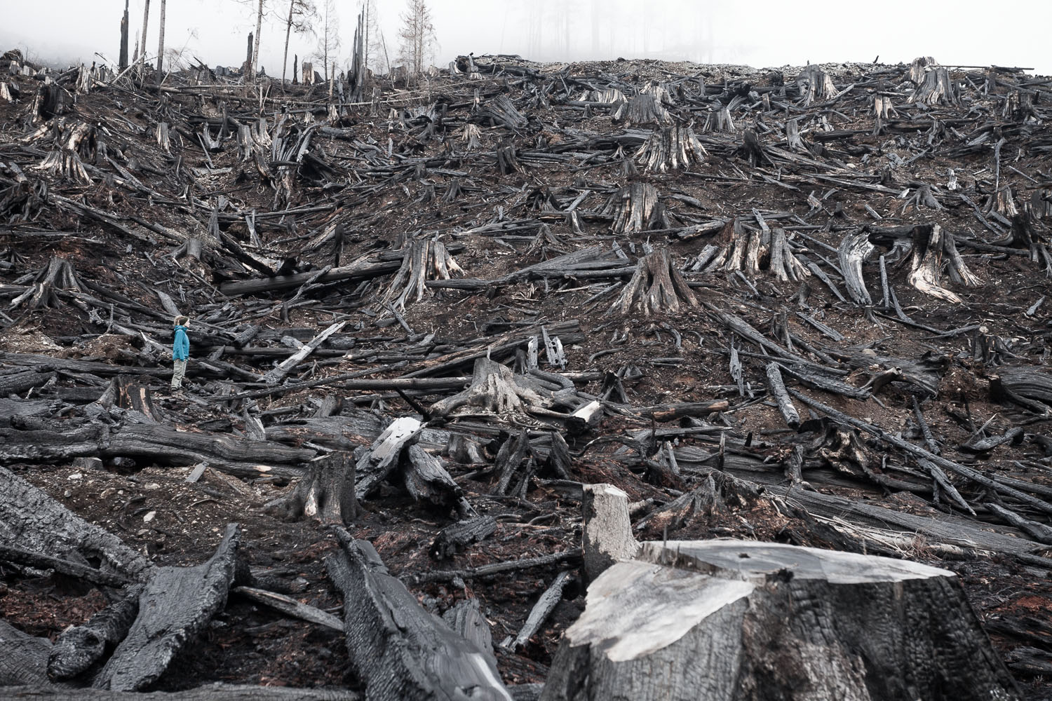 2014 Environmental Photographer of the Year shortlisted image of burnt clearcut by TJ Watt