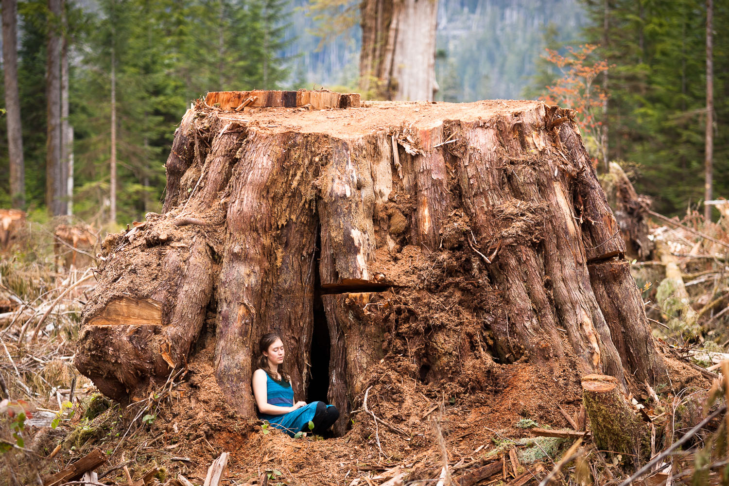 Giant western redcedar stump in the Klanawa Valley on southwestern Vancouver Island.