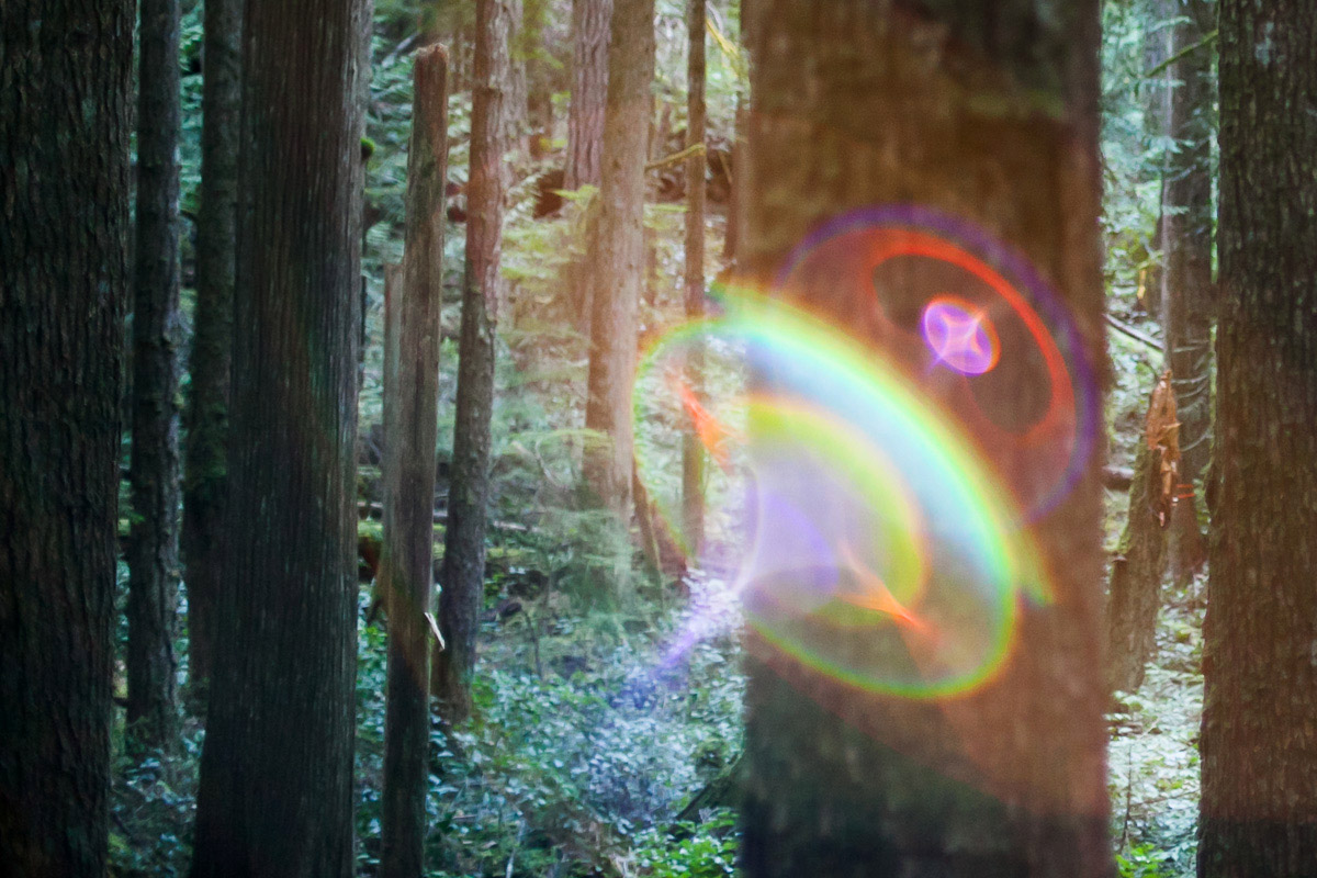 Lens flare in the forest with trees