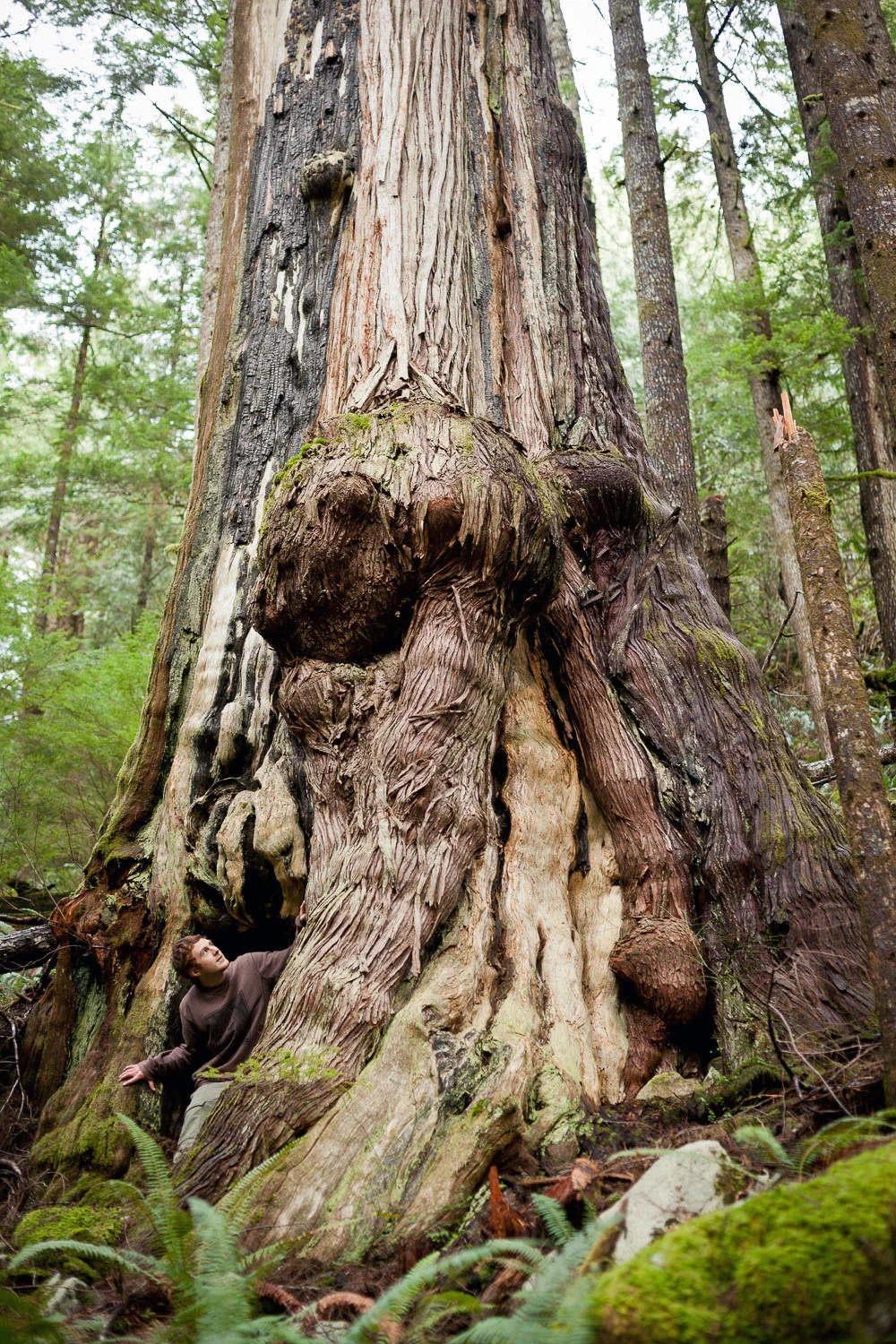 You just never know what you might find when exploring. I came across this giant burly western redcedar tree while on a solo bushwhack in the Gordon River Valley outside of Port Renfrew on Vancouver Island in 2012.