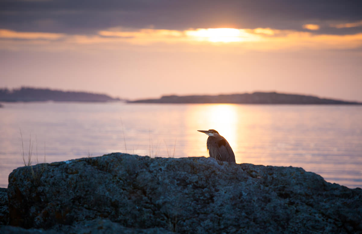 I was wide awake this morning so I decided to try and catch sunrise by the ocean in Oak Bay. In the end, the low clouds on the horizon blocked the sun from spreading much color but I did get to share the beautiful view with a blue heron. A great way to start the day :)