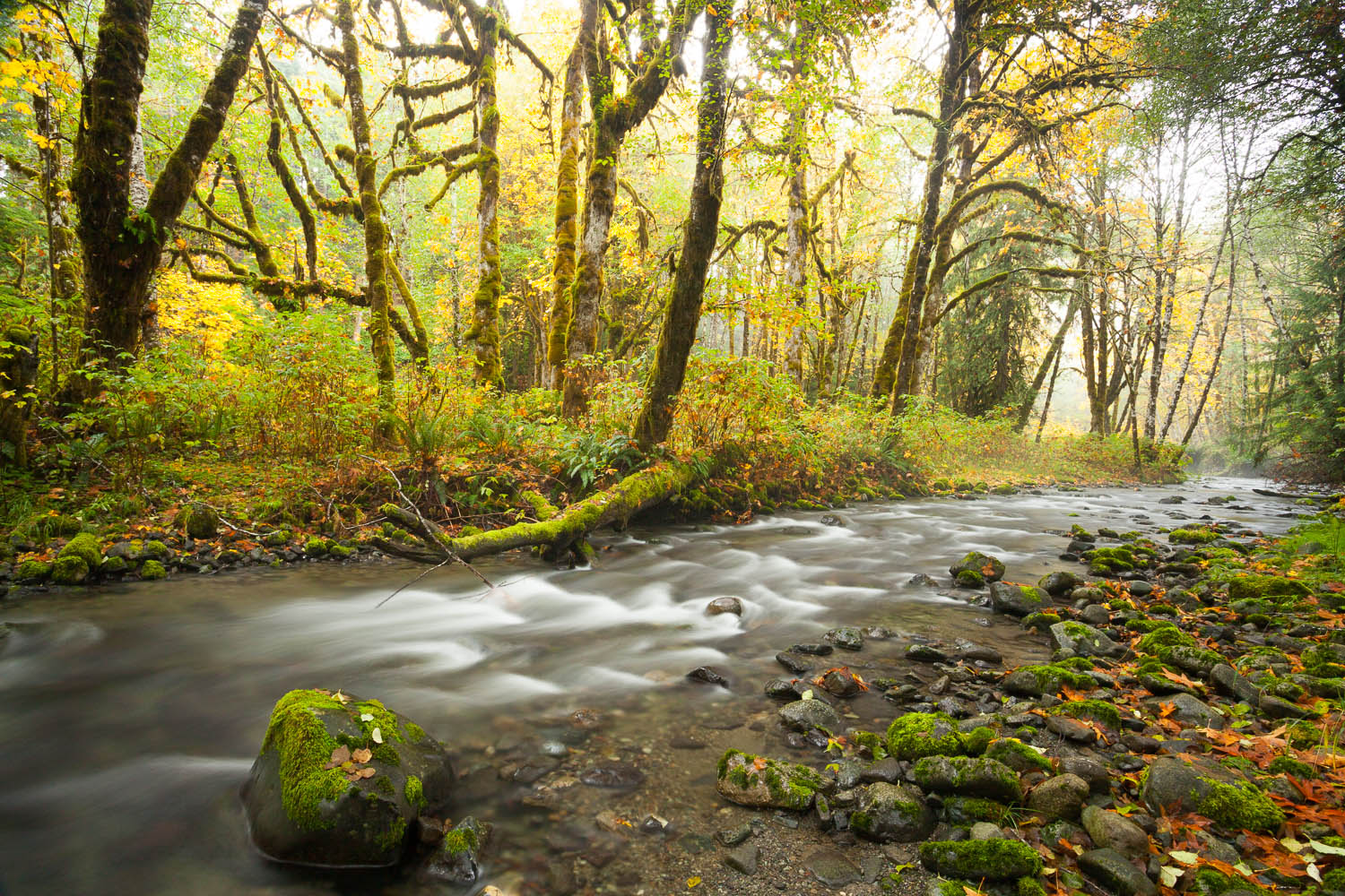Fall colours along a creek near Lake Cowichan on southern Vancouver Island, BC.