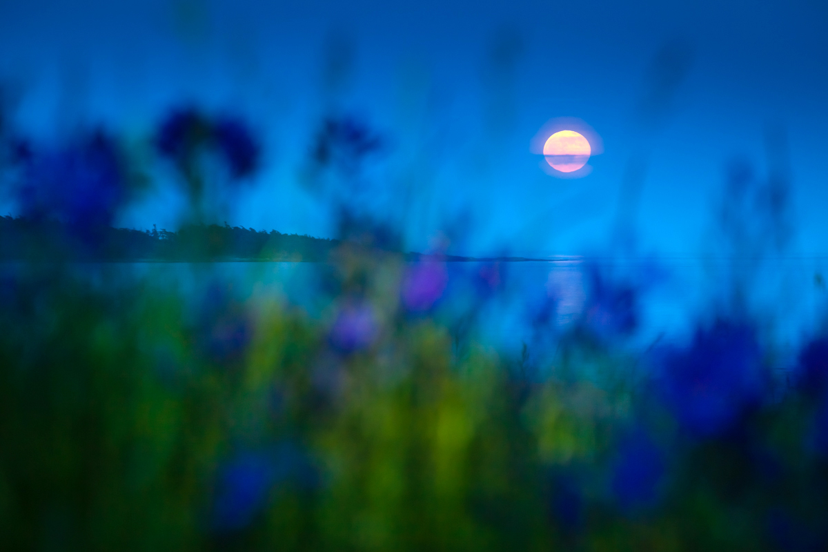 I've always wanted to photograph a full moon rise and this year I finally remembered on the right day. After racing to Cattle Point in Oak Bay, I laid down behind a patch of camas flowers which provided a unique frame and caught it just in time.