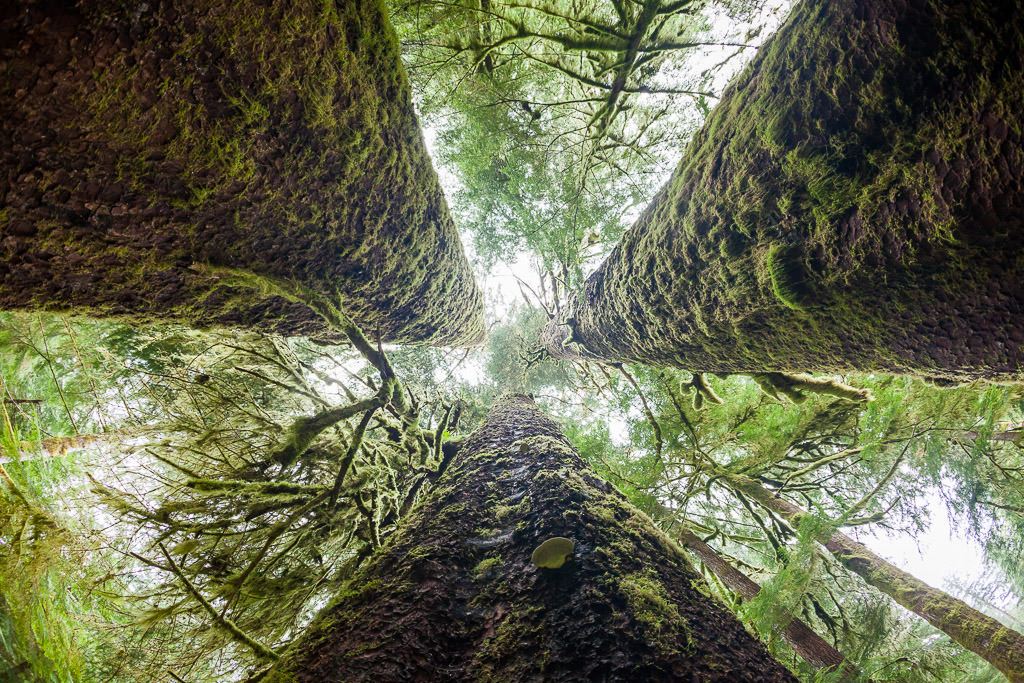 Even though I have been to Carmanah Provincial Park many times before, it wasn't until this year that I actually made it to see the famous Three Sisters - a tight cluster of giant Sitka spruce trees with a spot you can sit down in the middle of.