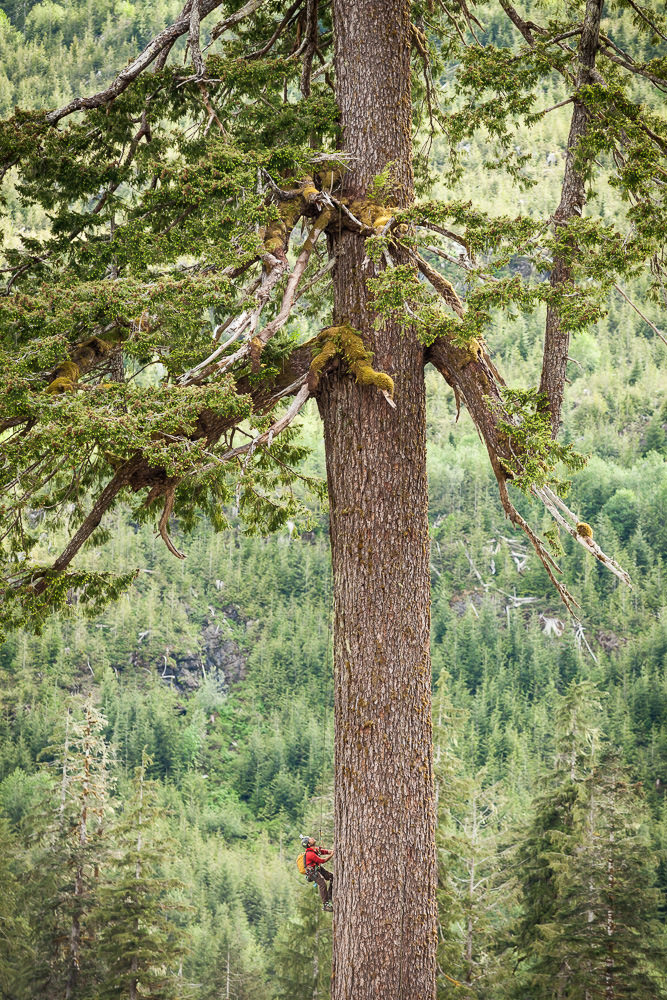 Not only a highlight of my year but a highlight of my life, the climb of Big Lonely Doug - Canada's second largest Douglas-fir tree - is something I will never forget. One of my hopes was to catch a classic side-on view of a climber looking like an ant on the tree - much like the famous National Geographic photos of tiny people dangling in the giant Sequoia. The nearby logging road provided a unique vantage point and helped achieve the perspective. To see the rest of the photos of the climb, please click here .