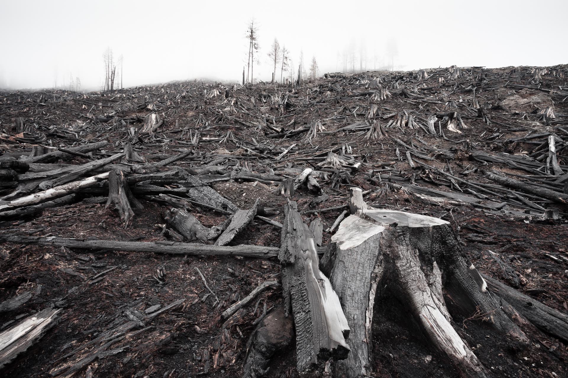 Certainly not the most beautiful place I visited in 2014 but definitely the most shocking, this burnt old-growth clearcut in the Klanawa Valley was like a scene from Armageddon. The photos from this expedition provided a stark reminder of the continued gross mismanagement of BC's endangered ancient forests.