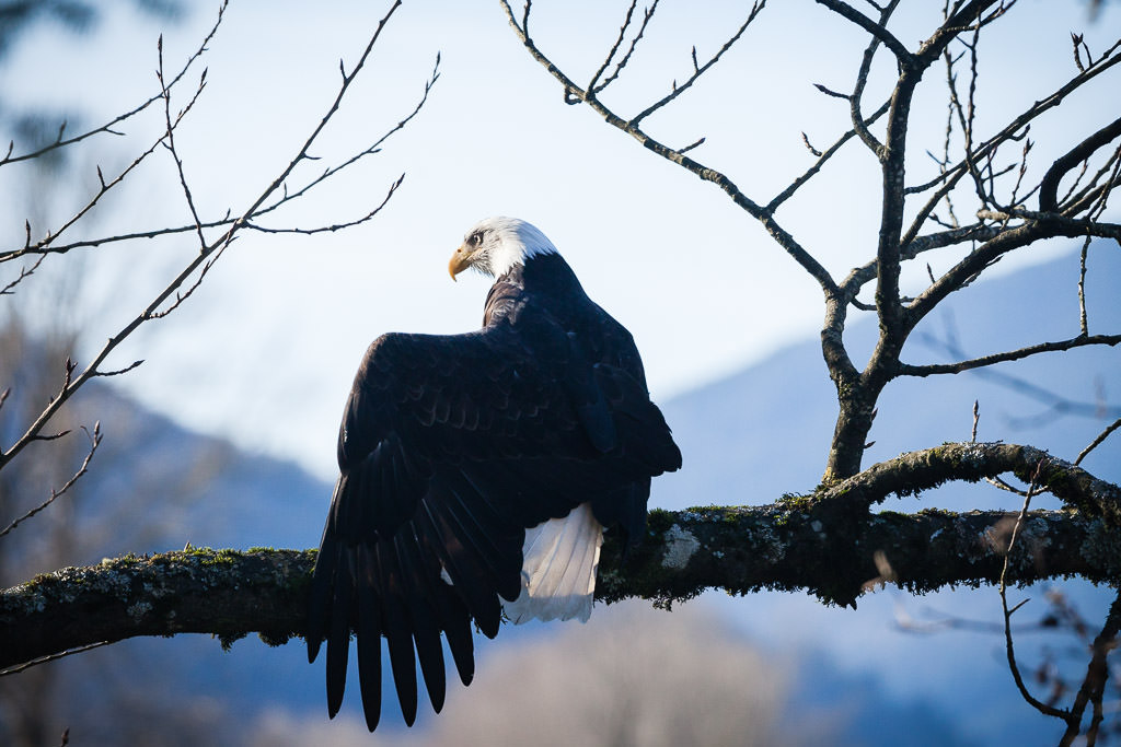Each December I visit the Harrison Mills area on the Lower Mainland to photograph the thousands of bald eagles that arrive during the fall salmon runs. This year however, high water levels covered up the dead fish causing the eagle numbers to drastically drop while I was there. Luck did afford me this one close-up view though of an eagle fanning his/her feathers in the warm sunlight.