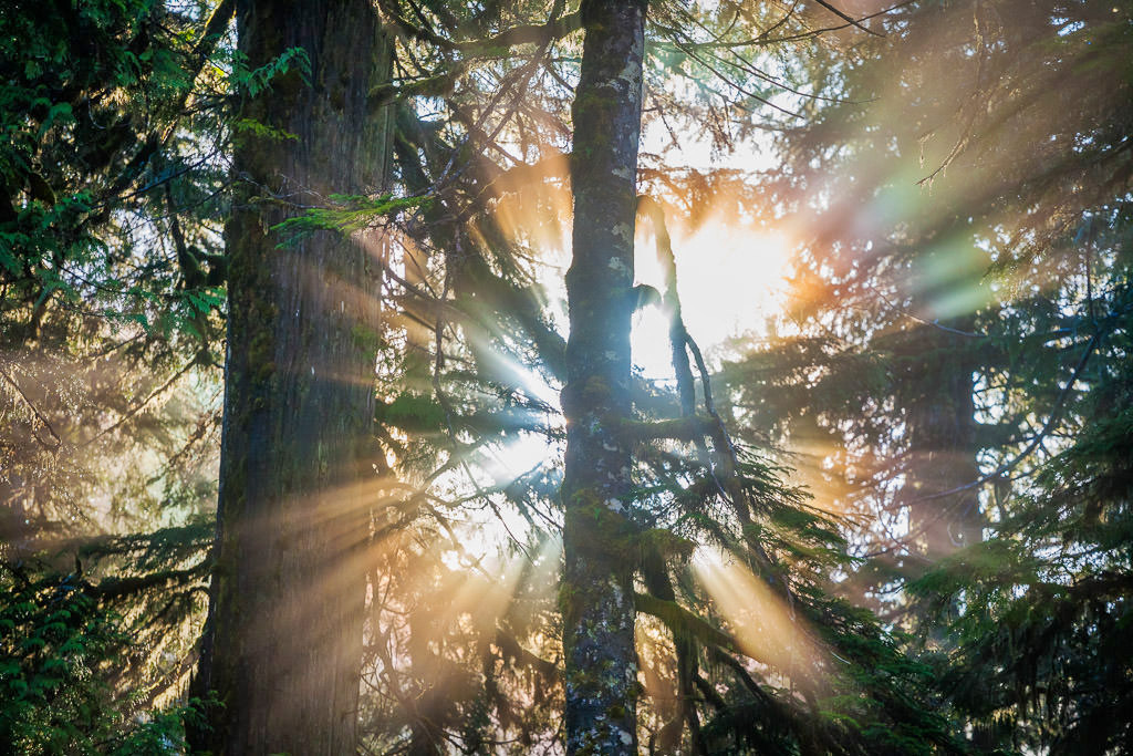 One constant throughout the years is the stunning and surprising beauty of nature. Almost like magic, fleeting moments of sheer natural wonder pop in and out of existence, treating one to the most dazzling displays of colour and form. Seen here, rainbow fog beams shine through the old-growth forests of the Upper Walbran Valley early in the morning.