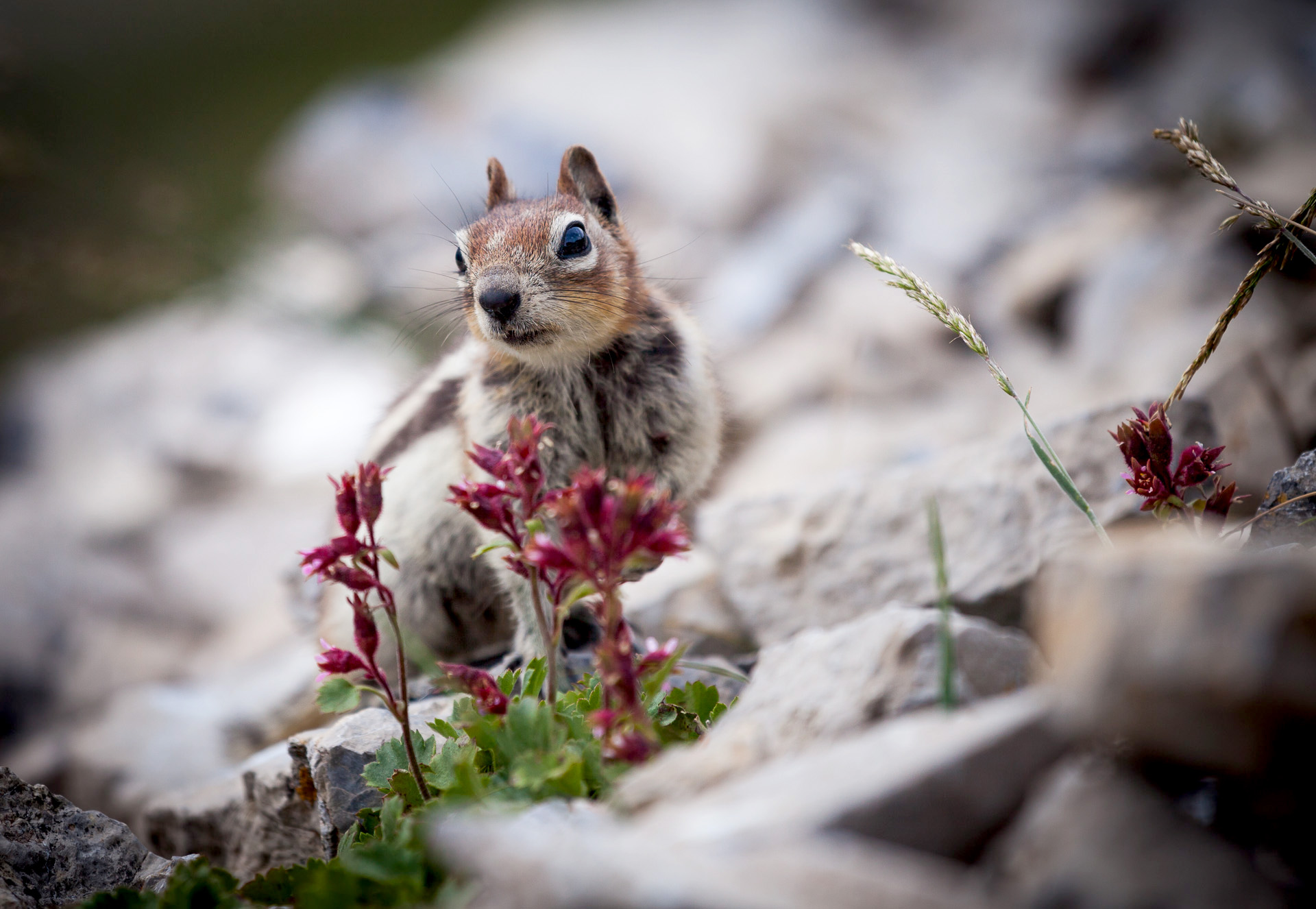 Also from my trip to the Rockies, a golden-mantled ground squirrel curiously approaches during one of our day hikes.