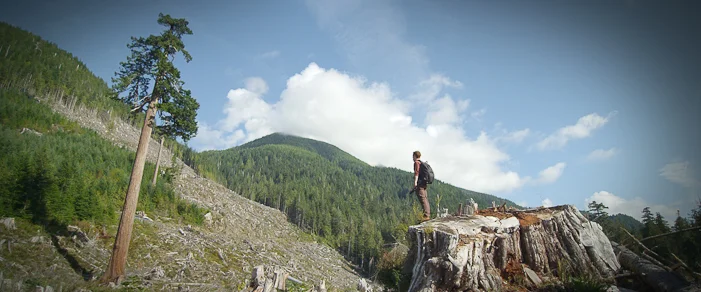 Looking towards Big Lonely Doug from the top of a giant redcedar stump clearcut in the Gordon River Valley near Port Renfrew in 2012.