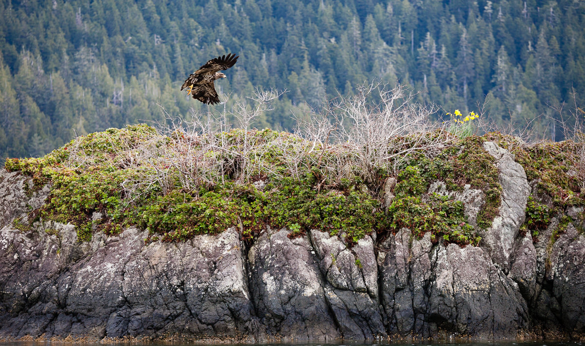 A young bald eagle takes flight near Meares Island in Clayoquot Sound.