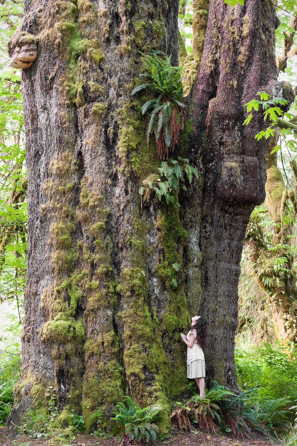 san-juan-spruce-tree-port-renfrew-bc.jpg