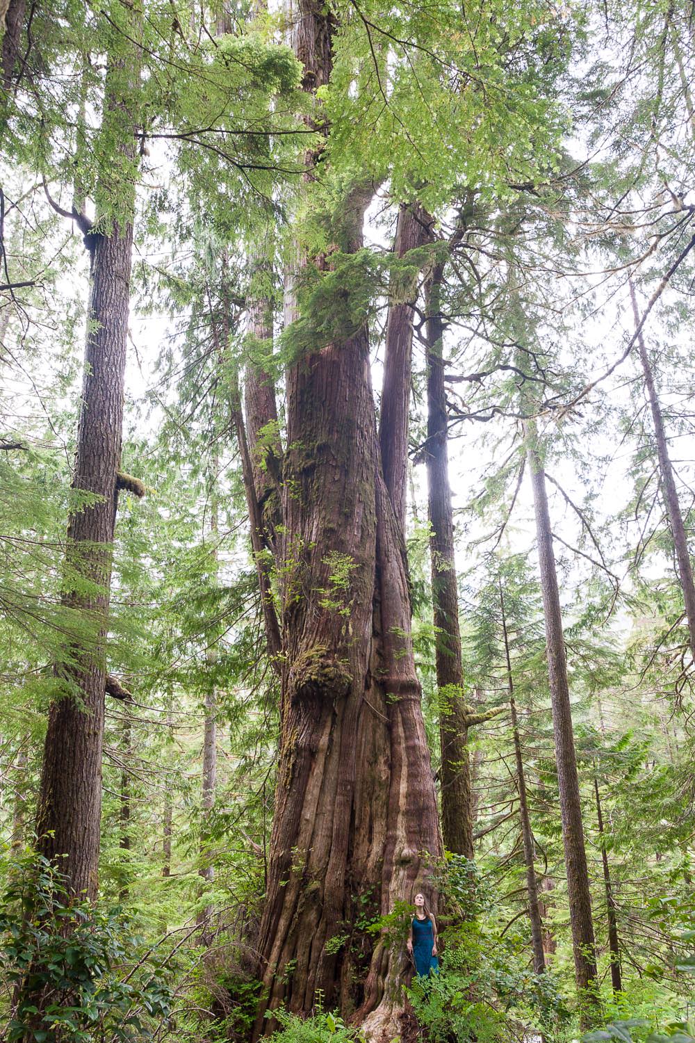 klanawa-valley-ecological-reserve-cedar-tree.jpg