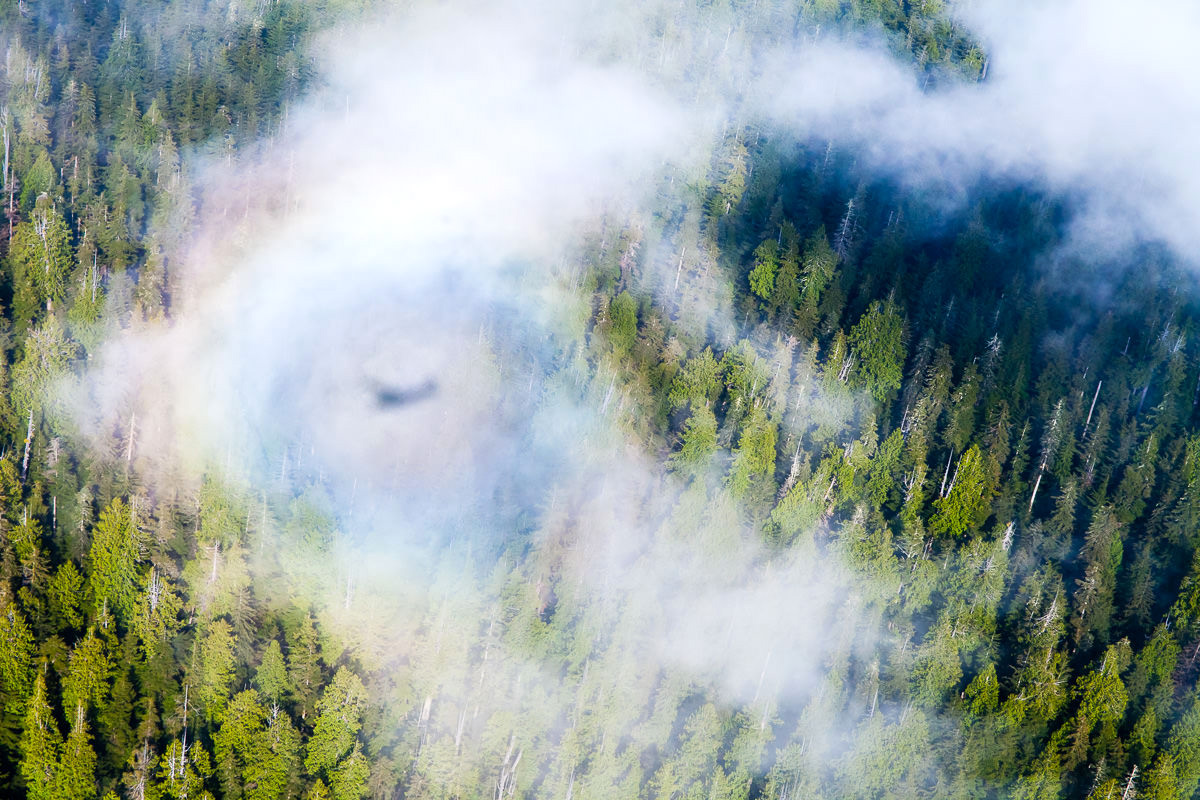 This image was captured on my first flight with Nick Temos of the Pacific Northwest Collective in early 2015. Here, the shadow of our plane is encircled within a rainbow high above the towering forests around Cheewhat Lake, home to Canada's largest tree. We took this special sight as a good omen for times to come. Nick has since generously volunteered much of his time flying us over Vancouver Island to document ancient forests and the impacts of logging from above. A good friend with a great heart, I thank Nick for the unforgettable experiences we've had already and those still unwritten.