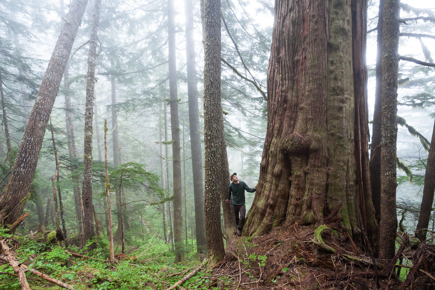 I am forever grateful for the spiritual experiences I've had in the woods. Nothing quite compares to the peace and tranquility one can find wandering alone through the ancient forests of Vancouver Island. On this particular trip, I came across this …