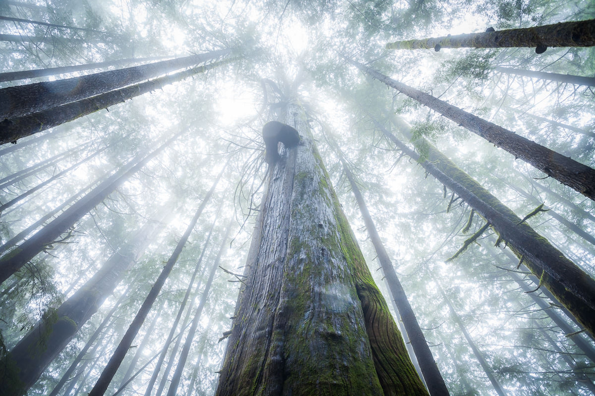 A forecast of rain and clouds isn't always a bad thing in photography. In fact, fall, winter, and spring are often the best times to be out shooting in a coastal rainforest when the weather provides more gentle lighting, enriches colours, and often results in fog. It's this wet weather that also gives life to these ancient landscapes, produces their giant trees, and imbues them with their unique spirit. Above is a view I never tire of - gazing up the trunk of a towering tree that's been standing in that very spot half a millennia while the only sounds around you are those of raindrops gently patting the forest floor.